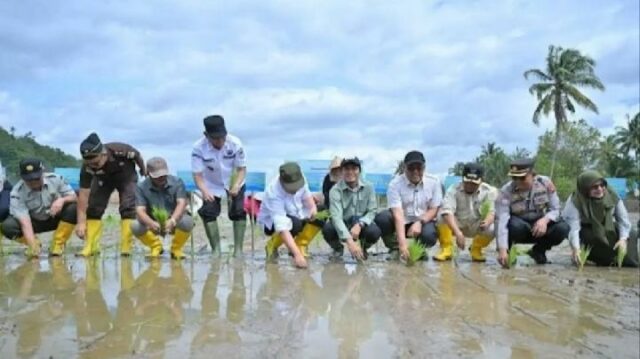 La rehabilitación del arroz tras el desastre en Sumatra aumenta La rehabilitación del arroz tras el desastre en Sumatra aumenta en 4.000 hectáreas en 17 días
|