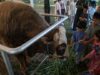 MUI propone que la compra de animales para sacrificio por parte de Prabowo utilizando el presupuesto estatal sea legal
| MUI propone que la compra de animales para sacrificio por parte de Prabowo utilizando el presupuesto estatal sea legal
|