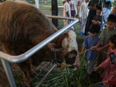 MUI propone que la compra de animales para sacrificio por parte de Prabowo utilizando el presupuesto estatal sea legal
| MUI propone que la compra de animales para sacrificio por parte de Prabowo utilizando el presupuesto estatal sea legal
|