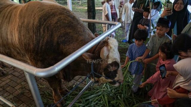MUI propone que la compra de animales para sacrificio por MUI propone que la compra de animales para sacrificio por parte de Prabowo utilizando el presupuesto estatal sea legal
|