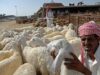 Sugerencias de PPIH para los fieles que responden a las diferencias en la fatwa de la presa Hajj
| Sugerencias de PPIH para los fieles que responden a las diferencias en la fatwa de la presa Hajj
|
