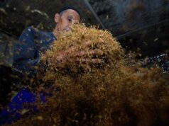 Las ZEE del tabaco pueden potencialmente desencadenar conflictos económicos y sanitarios
| Las ZEE del tabaco pueden potencialmente desencadenar conflictos económicos y sanitarios
|