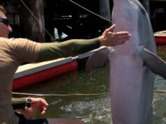 Se preguntó al Pentágono sobre los “delfines kamikazes”. Así es como los delfines ayudan a los militares.
| Military & Defense,military,dolphins,navy-dolphins Se preguntó al Pentágono sobre los “delfines kamikazes”. Así es como los delfines ayudan a los militares.
| Military & Defense,military,dolphins,navy-dolphins