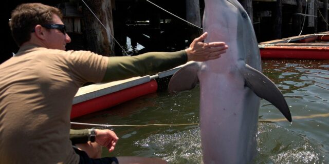 Se preguntó al Pentágono sobre los “delfines kamikazes”. Así es como los delfines ayudan a los militares.

 | Military & Defense,military,dolphins,navy-dolphins