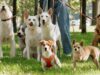Siempre he tenido miedo de los perros. Superé mi miedo por mis hijos.
| Parenting,Health,essay,parenting-freelancer,parenting,pets,kids,fear,phobia,phobias,dog,dogs,family Siempre he tenido miedo de los perros. Superé mi miedo por mis hijos.
| Parenting,Health,essay,parenting-freelancer,parenting,pets,kids,fear,phobia,phobias,dog,dogs,family