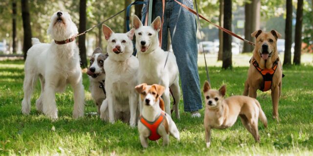 Siempre he tenido miedo de los perros. Superé mi miedo por mis hijos.

 | Parenting,Health,essay,parenting-freelancer,parenting,pets,kids,fear,phobia,phobias,dog,dogs,family