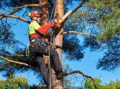“Amenazó con cortarle las raíces”: un árbol cayó en la propiedad de mi vecino durante una tormenta. Entonces se desató el infierno.
| “Amenazó con cortarle las raíces”: un árbol cayó en la propiedad de mi vecino durante una tormenta. Entonces se desató el infierno.
|
