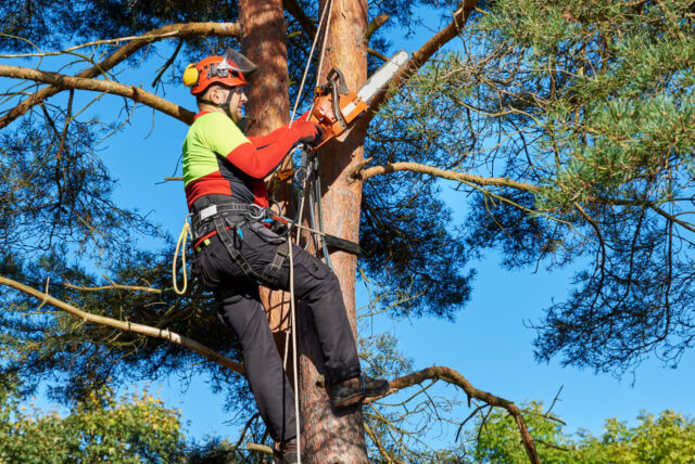 “Amenazó con cortarle las raíces”: un árbol cayó en la “Amenazó con cortarle las raíces”: un árbol cayó en la propiedad de mi vecino durante una tormenta. Entonces se desató el infierno.
|