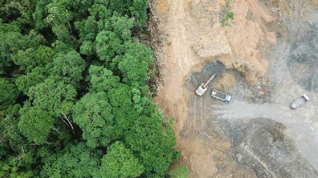 Coalición insta a la RPD a revisar la ley forestal

 | 