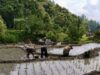 Solok fue el más rápido en restaurar los campos de arroz después del desastre, los observadores de la Universidad de Andalas citaron cuatro factores clave
| Solok fue el más rápido en restaurar los campos de arroz después del desastre, los observadores de la Universidad de Andalas citaron cuatro factores clave
|