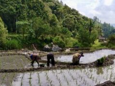 Solok fue el más rápido en restaurar los campos de arroz después del desastre, los observadores de la Universidad de Andalas citaron cuatro factores clave
| Solok fue el más rápido en restaurar los campos de arroz después del desastre, los observadores de la Universidad de Andalas citaron cuatro factores clave
|