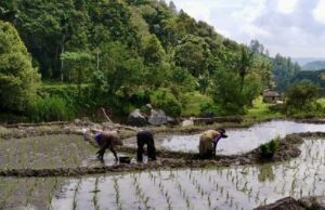 Solok fue el más rápido en restaurar los campos de arroz después del desastre, los observadores de la Universidad de Andalas citaron cuatro factores clave
| Solok fue el más rápido en restaurar los campos de arroz después del desastre, los observadores de la Universidad de Andalas citaron cuatro factores clave
|