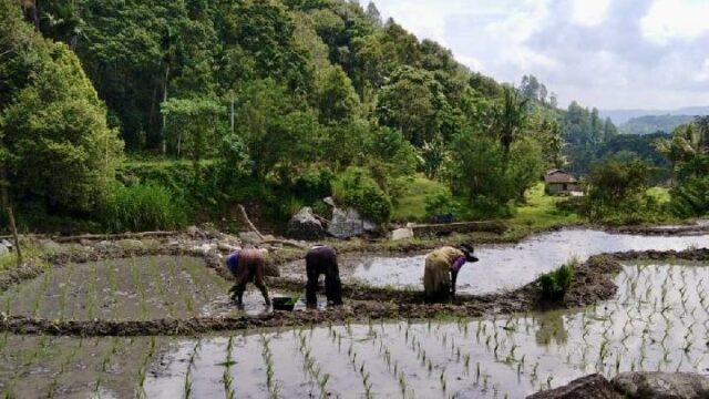 Solok fue el más rápido en restaurar los campos de arroz después del desastre, los observadores de la Universidad de Andalas citaron cuatro factores clave

 | 