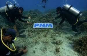 Diversas acciones del PNM preservan los ecosistemas marinos y costeros para las generaciones futuras
| Diversas acciones del PNM preservan los ecosistemas marinos y costeros para las generaciones futuras
|