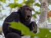 El Instituto Jane Goodall utiliza la IA para avanzar en la investigación sobre chimpancés
| AI,Tech,ai-chain-reaction,ai,automation,editorial-sponsorship,bi-graphics,bi-graphic,es-hpe-aicr,generative-ai,sp-freelance,edit-series,ll-ms,artificial-intelligence,conservation,animals El Instituto Jane Goodall utiliza la IA para avanzar en la investigación sobre chimpancés
| AI,Tech,ai-chain-reaction,ai,automation,editorial-sponsorship,bi-graphics,bi-graphic,es-hpe-aicr,generative-ai,sp-freelance,edit-series,ll-ms,artificial-intelligence,conservation,animals