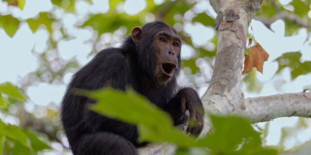 El Instituto Jane Goodall utiliza la IA para avanzar en la investigación sobre chimpancés

 | AI,Tech,ai-chain-reaction,ai,automation,editorial-sponsorship,bi-graphics,bi-graphic,es-hpe-aicr,generative-ai,sp-freelance,edit-series,ll-ms,artificial-intelligence,conservation,animals