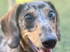 ChatGPT convierte los datos sobre el orinal de los cachorros en métricas clave útiles para ir al baño
| AI,Tech,chat-gpt,puppies,accidents,artificial-intelligence,generative-ai,chatbots ChatGPT convierte los datos sobre el orinal de los cachorros en métricas clave útiles para ir al baño
| AI,Tech,chat-gpt,puppies,accidents,artificial-intelligence,generative-ai,chatbots