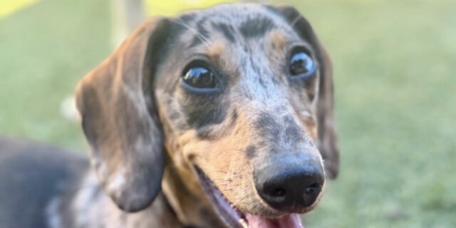 ChatGPT convierte los datos sobre el orinal de los cachorros ChatGPT convierte los datos sobre el orinal de los cachorros en métricas clave útiles para ir al baño
| AI,Tech,chat-gpt,puppies,accidents,artificial-intelligence,generative-ai,chatbots