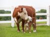 Los ganaderos y veterinarios dicen que este tratamiento para ganado de 4 dólares les ayudará a combatir los gusanos carnívoros.
| Los ganaderos y veterinarios dicen que este tratamiento para ganado de 4 dólares les ayudará a combatir los gusanos carnívoros.
|