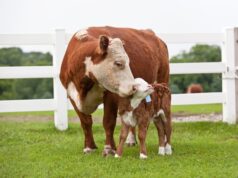 Los ganaderos y veterinarios dicen que este tratamiento para ganado de 4 dólares les ayudará a combatir los gusanos carnívoros.
| Los ganaderos y veterinarios dicen que este tratamiento para ganado de 4 dólares les ayudará a combatir los gusanos carnívoros.
|
