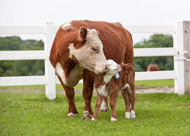 Los ganaderos y veterinarios dicen que este tratamiento para ganado de 4 dólares les ayudará a combatir los gusanos carnívoros.

 | 