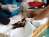 El gobierno provincial de DKI lanza un servicio de automóviles para clínicas veterinarias móviles
| El gobierno provincial de DKI lanza un servicio de automóviles para clínicas veterinarias móviles
|