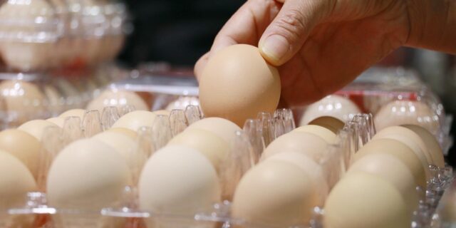 Big Egg (supuestamente) nos dijo por qué los precios eran tan altos

 | Economy,eggs,expensive-eggs,department-of-justice,price-fixing,grocery-prices,inflation
